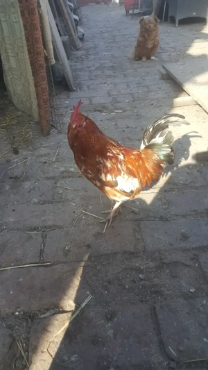 Vind cocosi - imagine 2