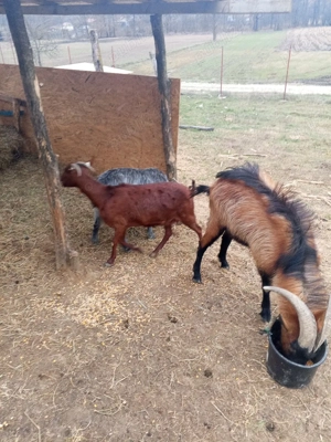 Vand trei capre si doi iezi - imagine 4