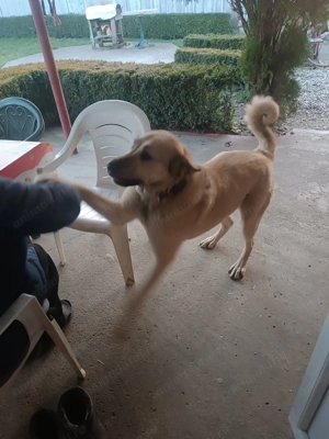 Fetița rasa Kangal  - imagine 4