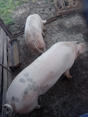 Vand porci - imagine 2