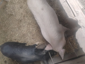 Grăsuni de vânzare  - imagine 2