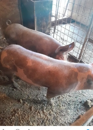 Scroafa gestanta - imagine 2