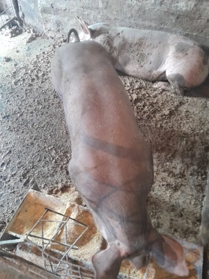 Scroafa gestanta - imagine 3