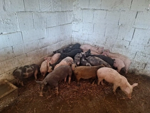 de vanzare purcei de carne 13 sapatamani rasa de carne  - imagine 2