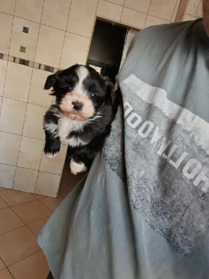 Puiuti Bichoni talie mica  - imagine 4