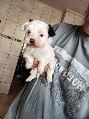 Puiuti Bichoni talie mica 