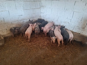 de vanzare purcei de carne 13 sapatamani rasa de carne 