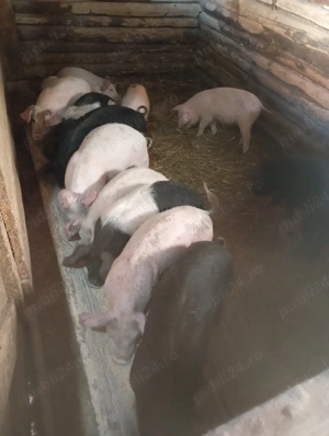 purcei de vânzare  - imagine 5