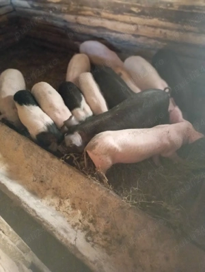 purcei de vânzare  - imagine 3