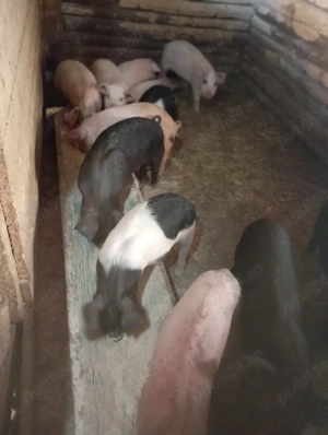 purcei de vânzare  - imagine 2