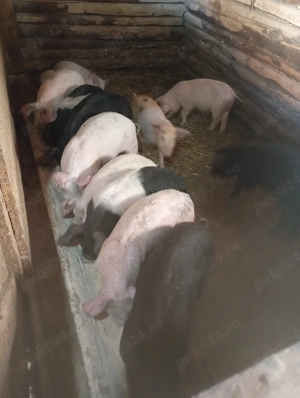 purcei de vânzare  - imagine 4