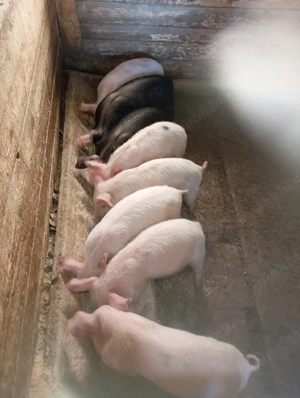 purcei de vânzare  - imagine 3