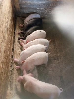 purcei de vânzare  - imagine 4