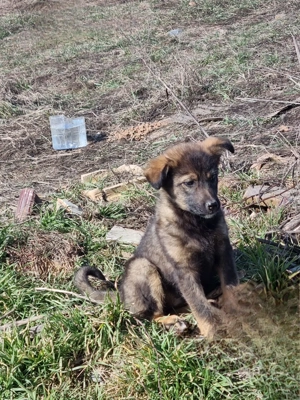 Două fetițe de cățel metis abandonate pe câmp își caută o casă - imagine 4