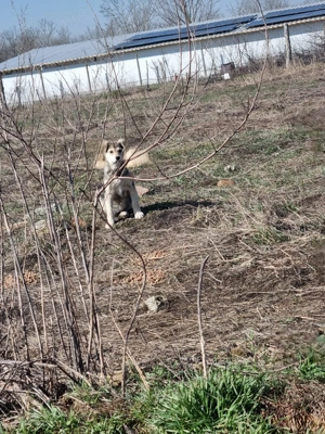 Două fetițe de cățel metis abandonate pe câmp își caută o casă - imagine 3