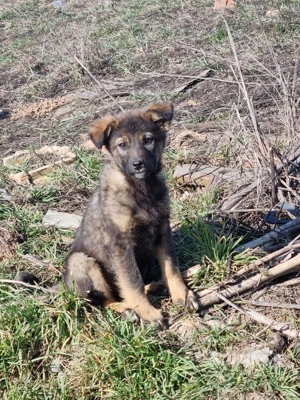 Două fetițe de cățel metis abandonate pe câmp își caută o casă - imagine 2