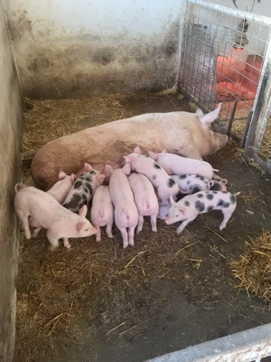 Vand purceii  - imagine 3