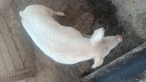 Porc de carne  - imagine 2