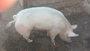 Porc de carne  - imagine 3