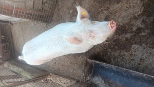 Porc de carne  - imagine 4