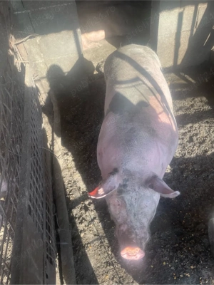 porci de vanzare - imagine 3