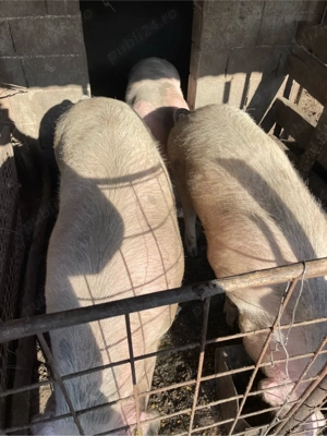 porci de vanzare