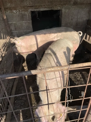 porci de vanzare - imagine 2