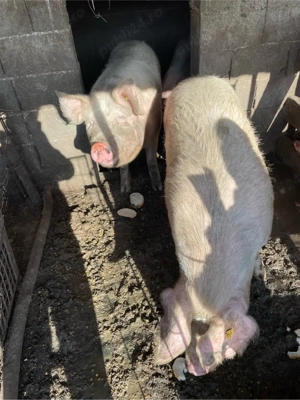 porci de vanzare - imagine 4