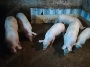 Disponibili - imagine 3