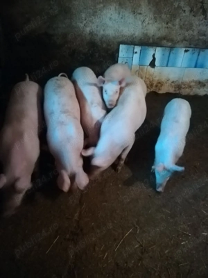 Disponibili - imagine 4