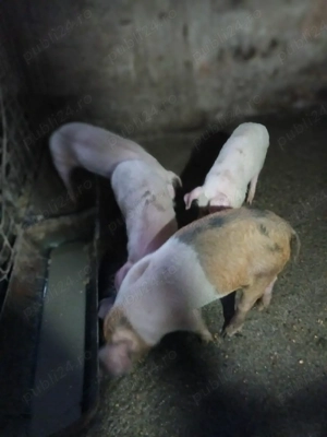 Vănd godinas la 45 kgpentru mai multe detati sunații lanr de telefon  