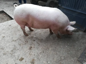 De vânzare  - imagine 2