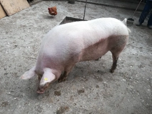 De vânzare  - imagine 3