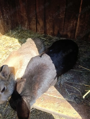 vand iepuri  - imagine 2