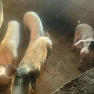 vand purcei  și șoldani  - imagine 3