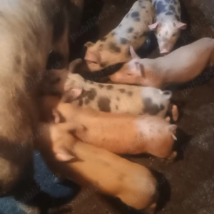 vand purcei  și șoldani 