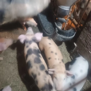 vand purcei  și șoldani  - imagine 2