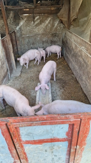 vând purcei  - imagine 3