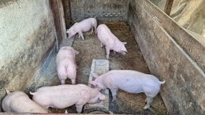 vând purcei  - imagine 2