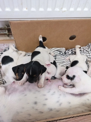 Pui Jack Russell terrier tricolori