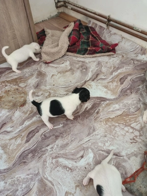 Pui Jack Russell terrier tricolori - imagine 3