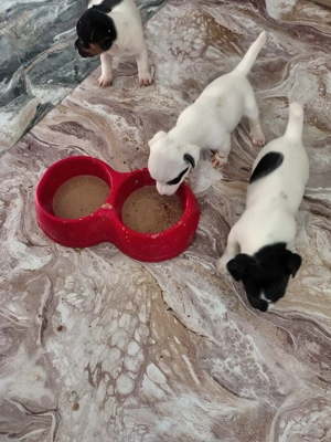 Jack Russell Terrier par scurt italia - imagine 2