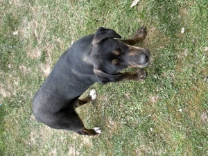 Vând două femele copoi!