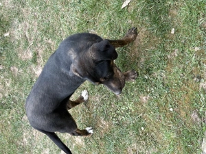 Vând două femele copoi! - imagine 2