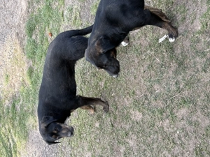 Vând două femele copoi! - imagine 3