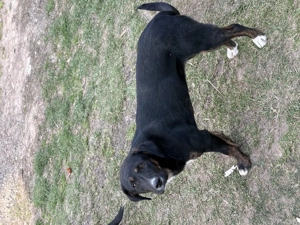 Vând două femele copoi! - imagine 4