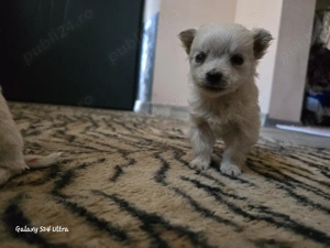 Vând căței bichon - imagine 2