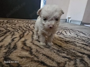 Vând căței bichon - imagine 3
