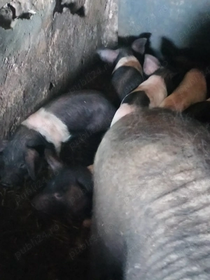 Purcei de 7-8 sapt  - imagine 2