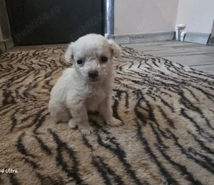 Vând căței bichon